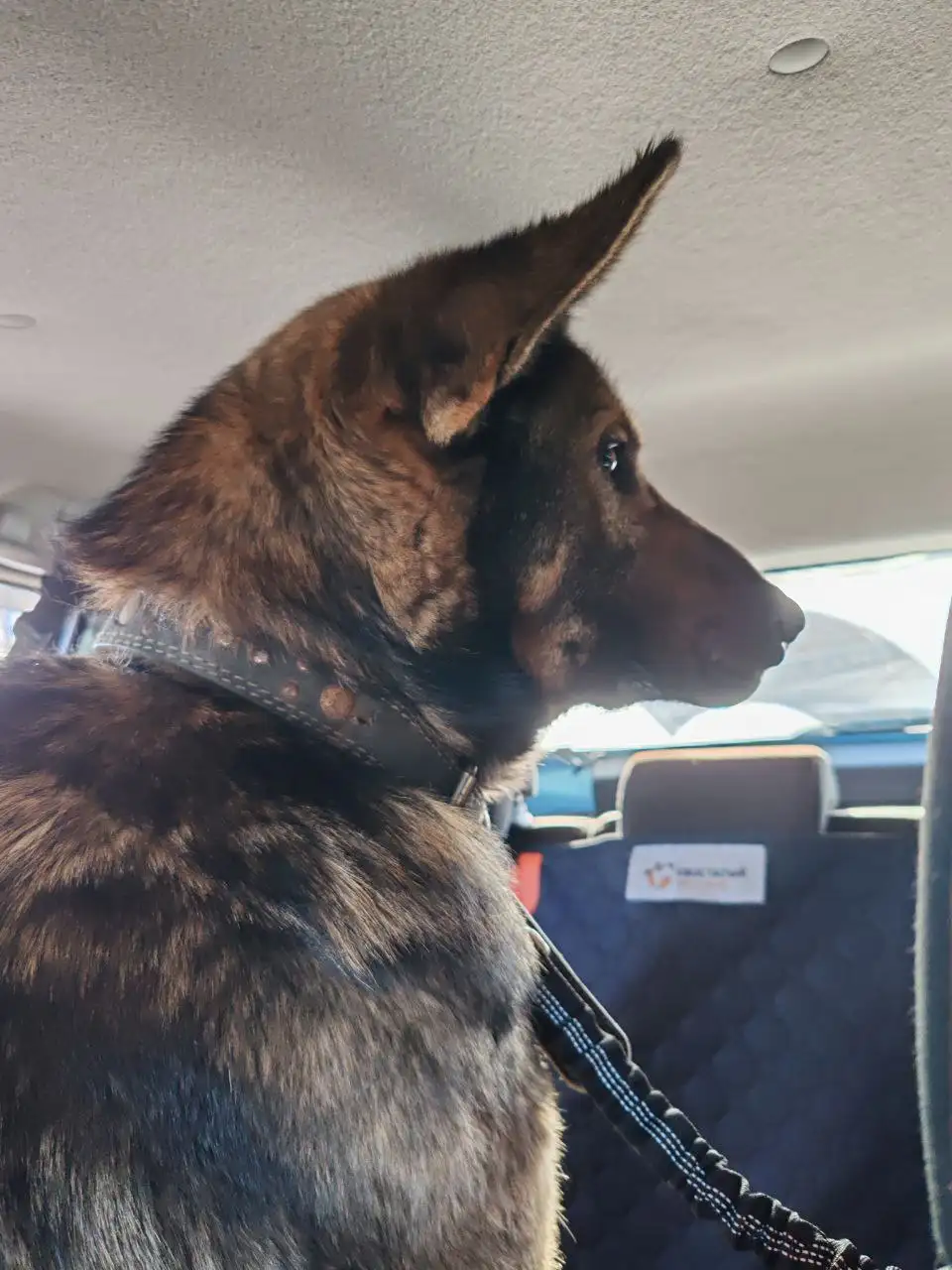 Ищу хозяина для добродушного пса Ниндзя - Собаки (Животные) в Владивосток