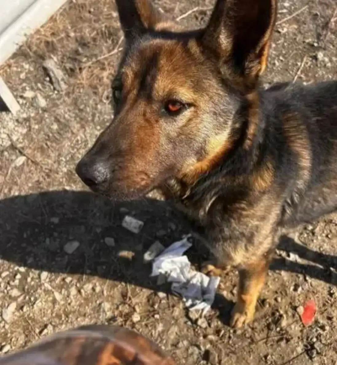 Ищу хозяина для добродушного пса Ниндзя - Собаки (Животные) в Владивосток