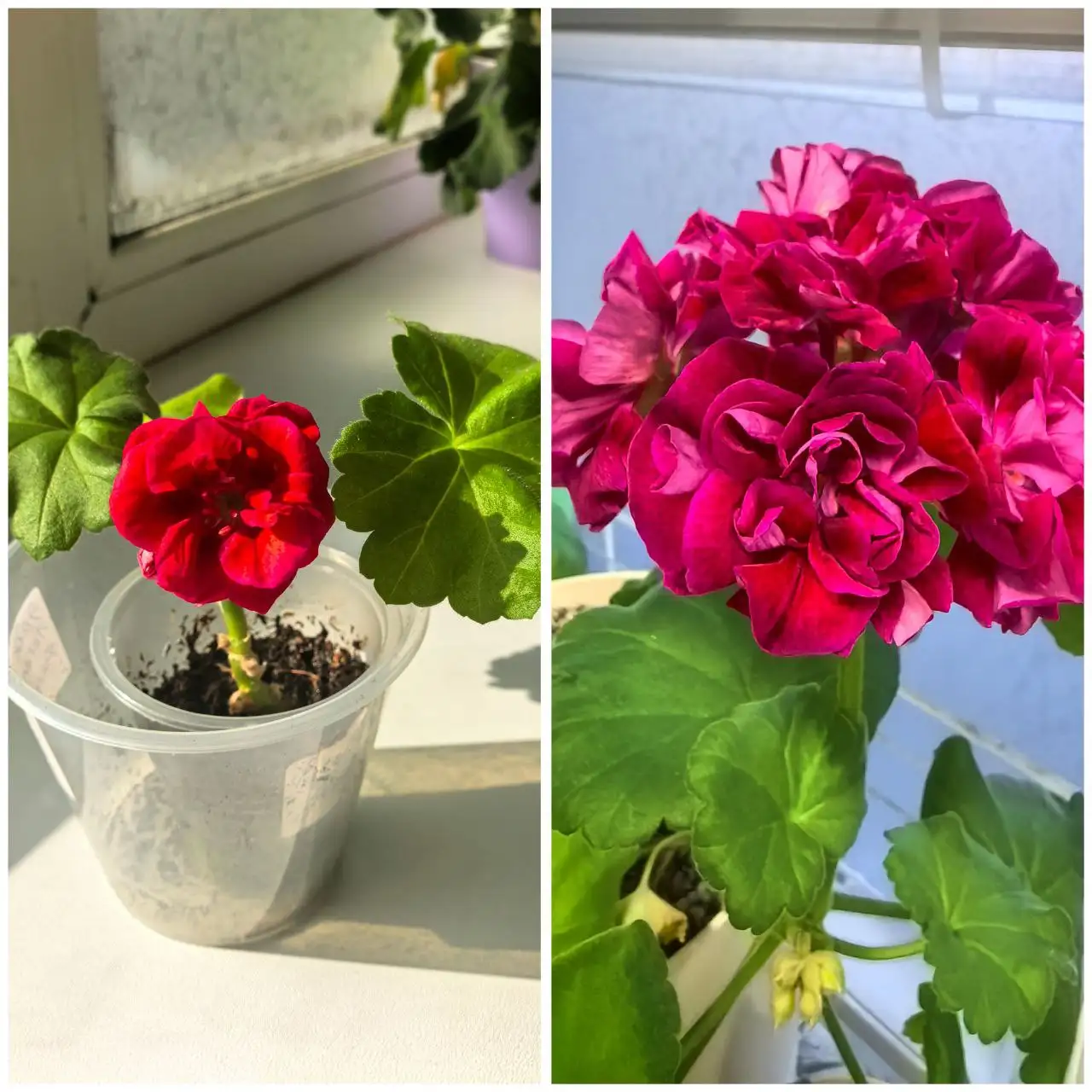 Черенок пеларгонии Вишневый десерт - Растения (Хобби и отдых) в Владивосток