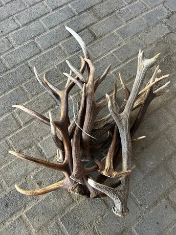 Покупка рогов оленя и изюбря - Микрофоны в Владивосток