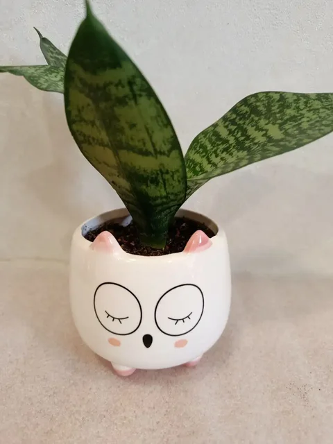 Сансевиерия в керамическом горшочке - Микрофоны в Владивосток