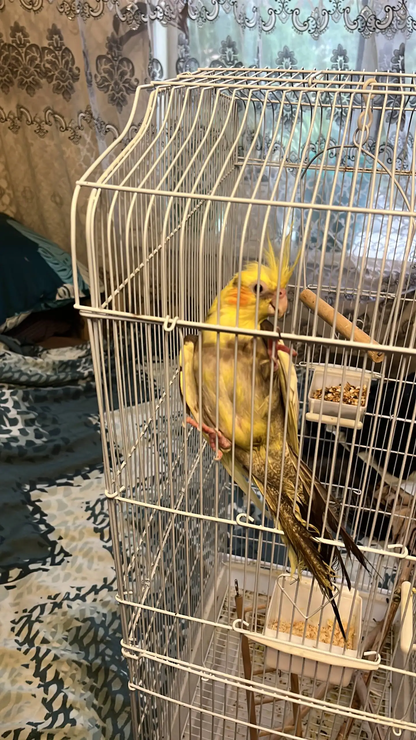 Продажа попугаев Карела с клеткой - Птицы (Животные) в Владивосток