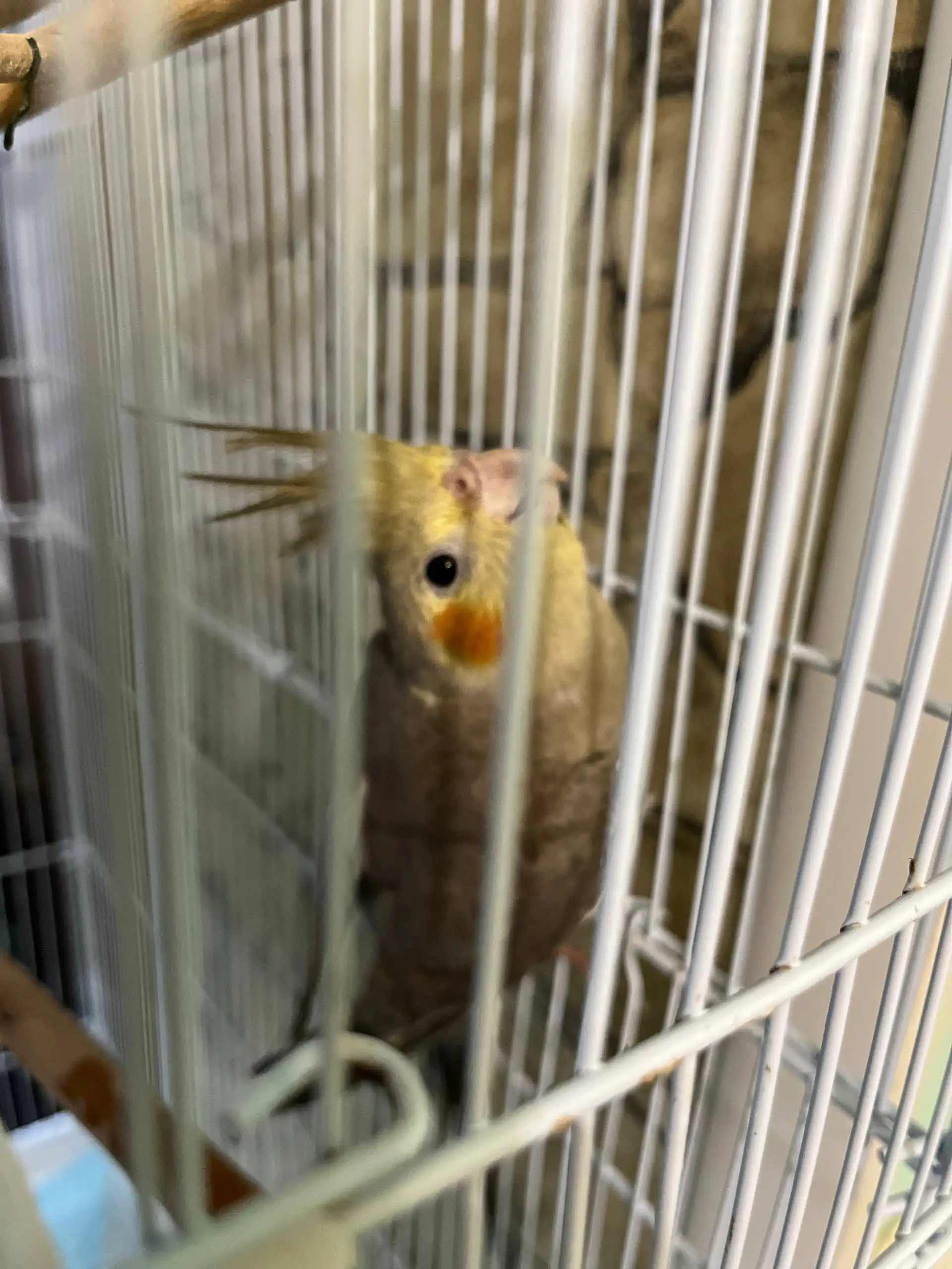 Продажа попугаев Карела с клеткой - Птицы (Животные) в Владивосток