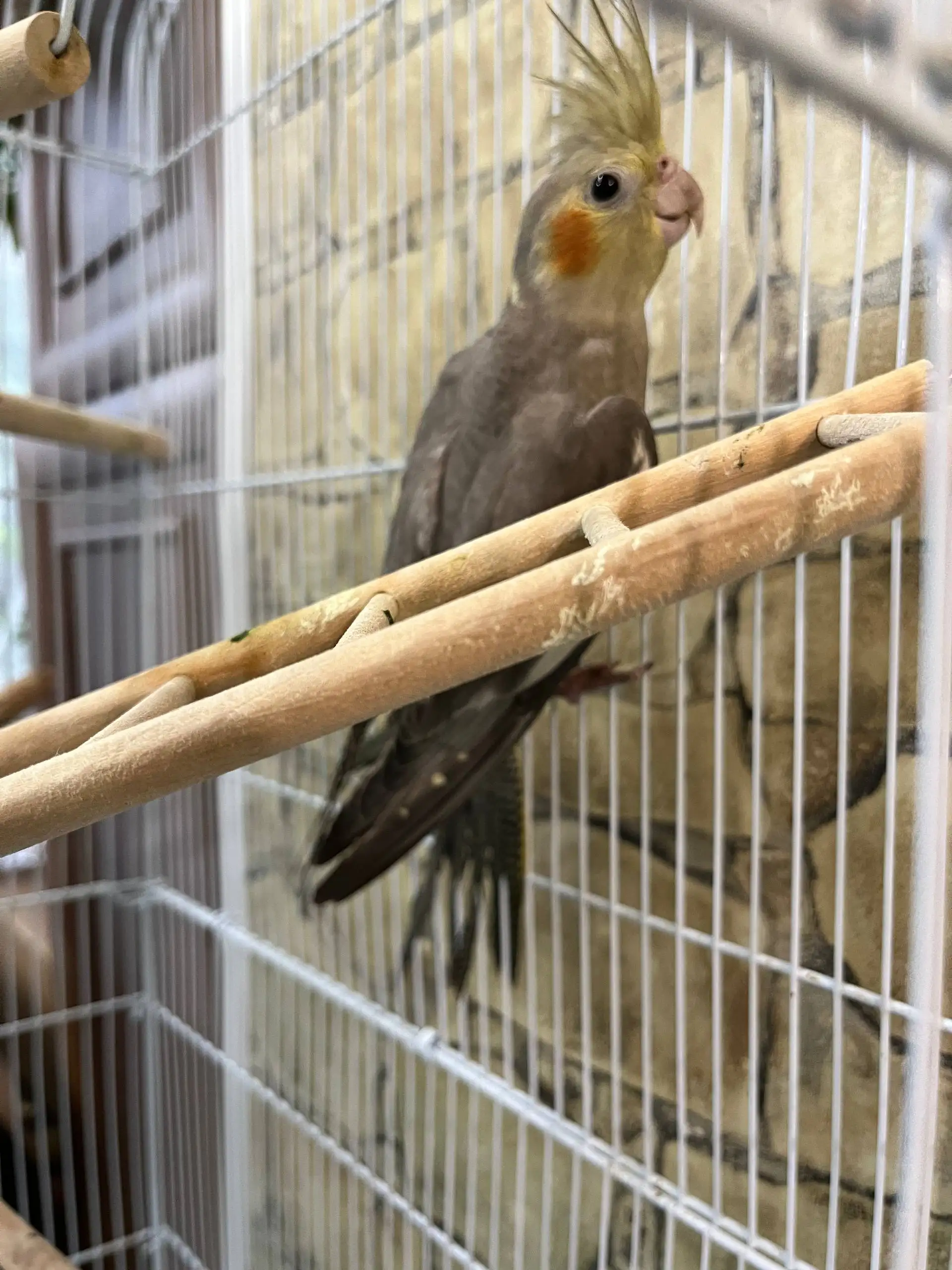 Продажа попугаев Карела с клеткой - Птицы (Животные) в Владивосток