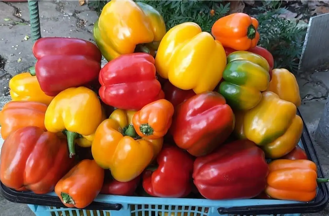 Продажа семян перца разных сортов - Семена (Барахолка) в Уссурийск