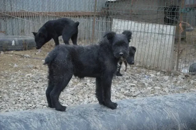 Щенок 5-6 месяцев, приученный к будке - частное объявление в Фокино