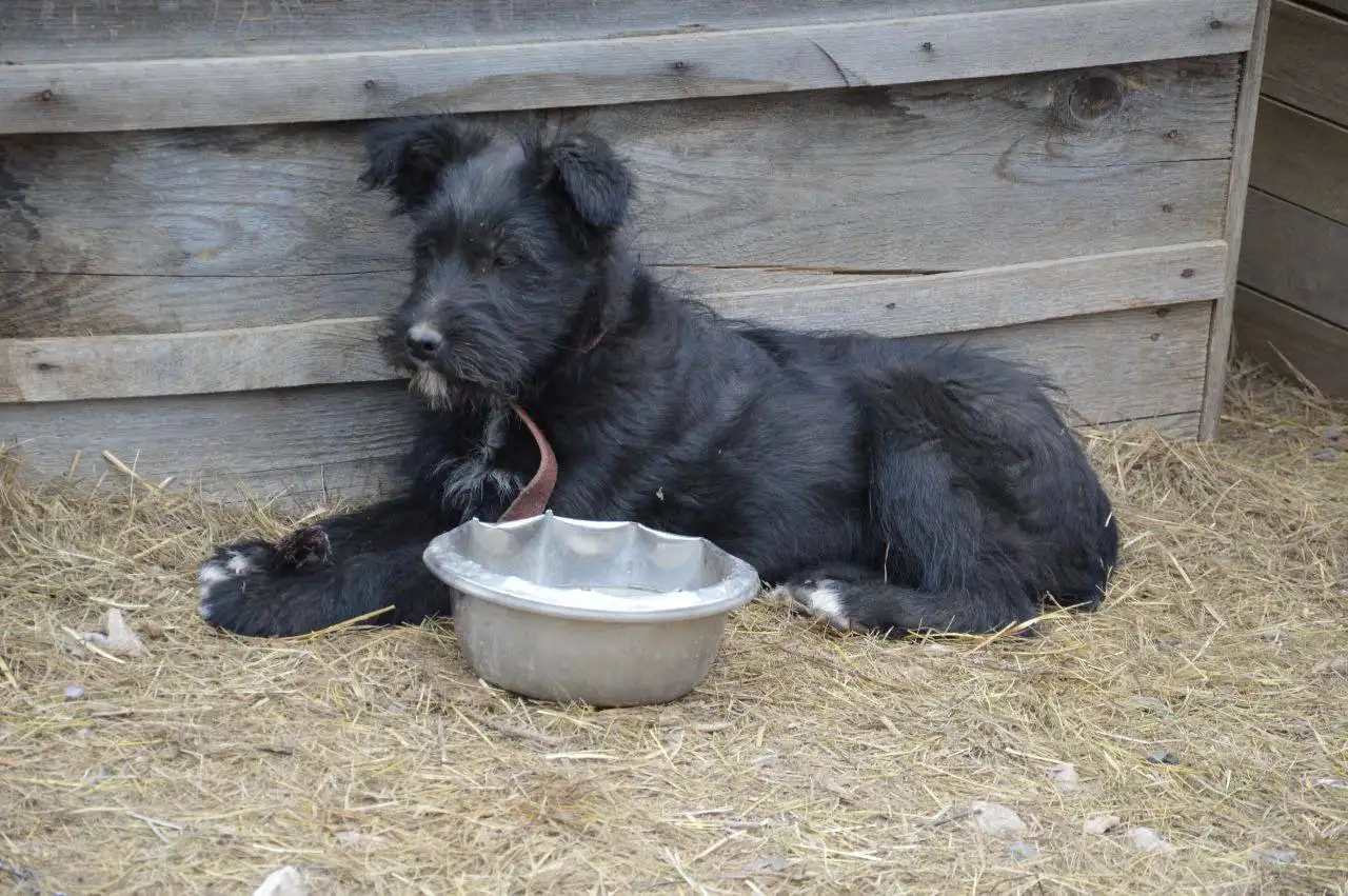 Щенок 5-6 месяцев, приученный к будке - Собаки (Животные) в Фокино