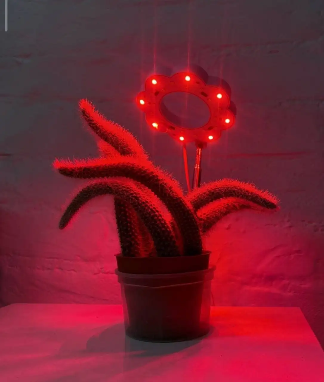 Фитолампа для растений на подставке - Барахолка в Владивосток