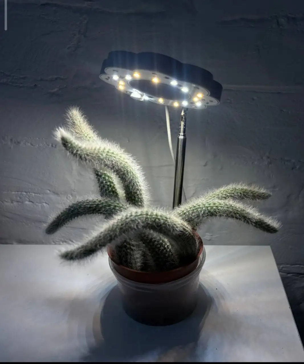 Фитолампа для растений на подставке - Барахолка в Владивосток