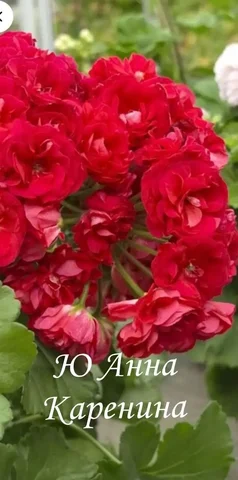 Укоренённый черенок пеларгонии Ю Анна Каренина - частное объявление в Владивосток