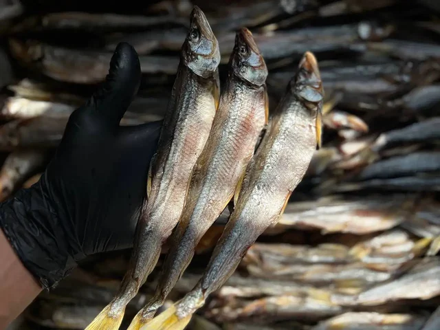 Продажа морских деликатесов: Зубарь, камчатский краб, краб опилио - Швейное оборудование в Владивосток