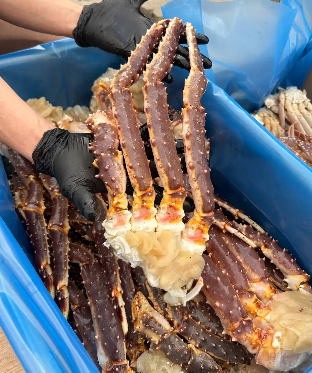 Продажа морских деликатесов: Зубарь, камчатский краб, краб опилио - Продукты питания (Барахолка) в Владивосток