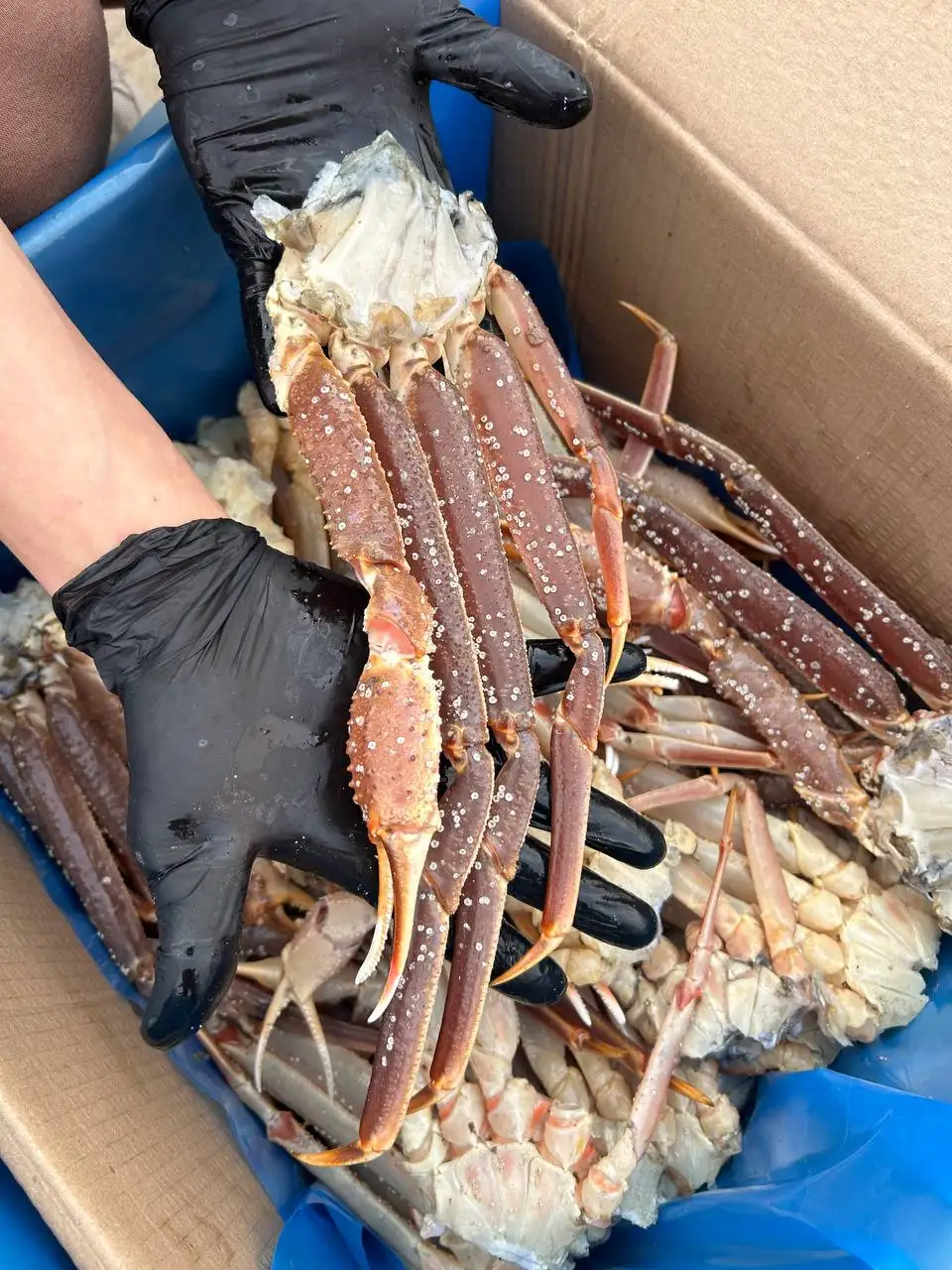 Продажа морских деликатесов: Зубарь, камчатский краб, краб опилио - Продукты питания (Барахолка) в Владивосток