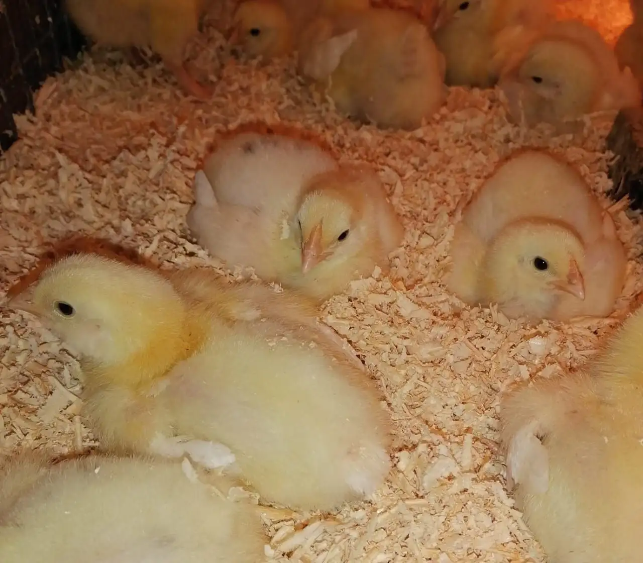 Продажа суточных цыплят-бройлеров Кобб-500 - Птица (Животные) в Новоникольск