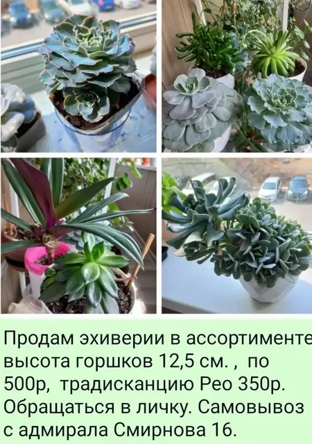 Продажа цветов - частное объявление в Владивосток