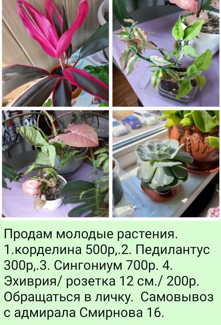 Продажа цветов - Барахолка в Владивосток