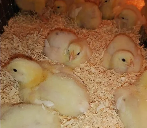 Суточные цыплята-бройлеры Кобб-500 - Животные в Новоникольск