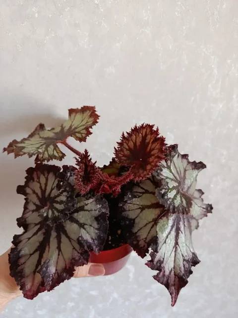 Бегония - Инструменты в Владивосток