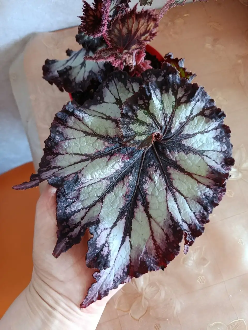 Бегония - Барахолка в Владивосток