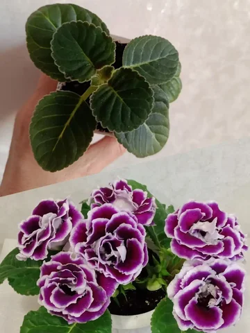 Глоксиния брокада сиреневая детка в горшочке - Выпечка в Владивосток