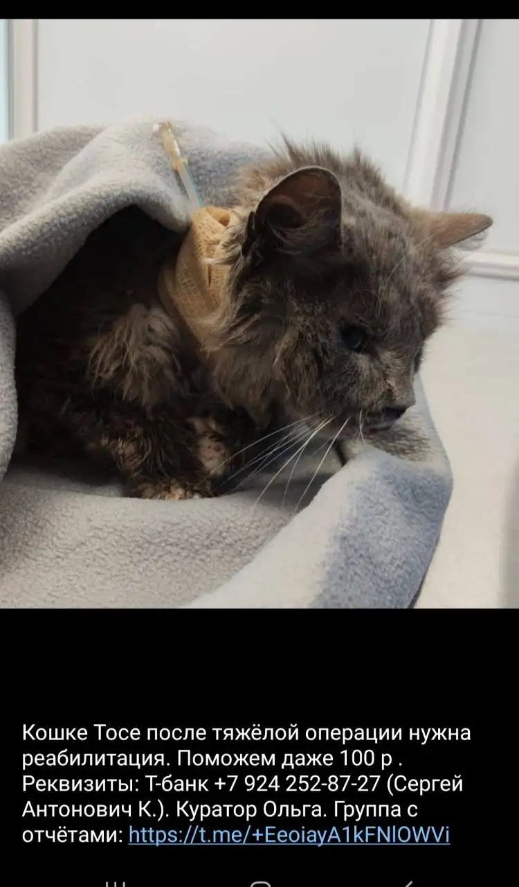 Помощь бездомной кошке после ДТП - Кошки (Животные) в Владивосток