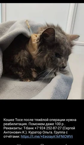 Помощь бездомной кошке после ДТП - Корма для животных в Владивосток