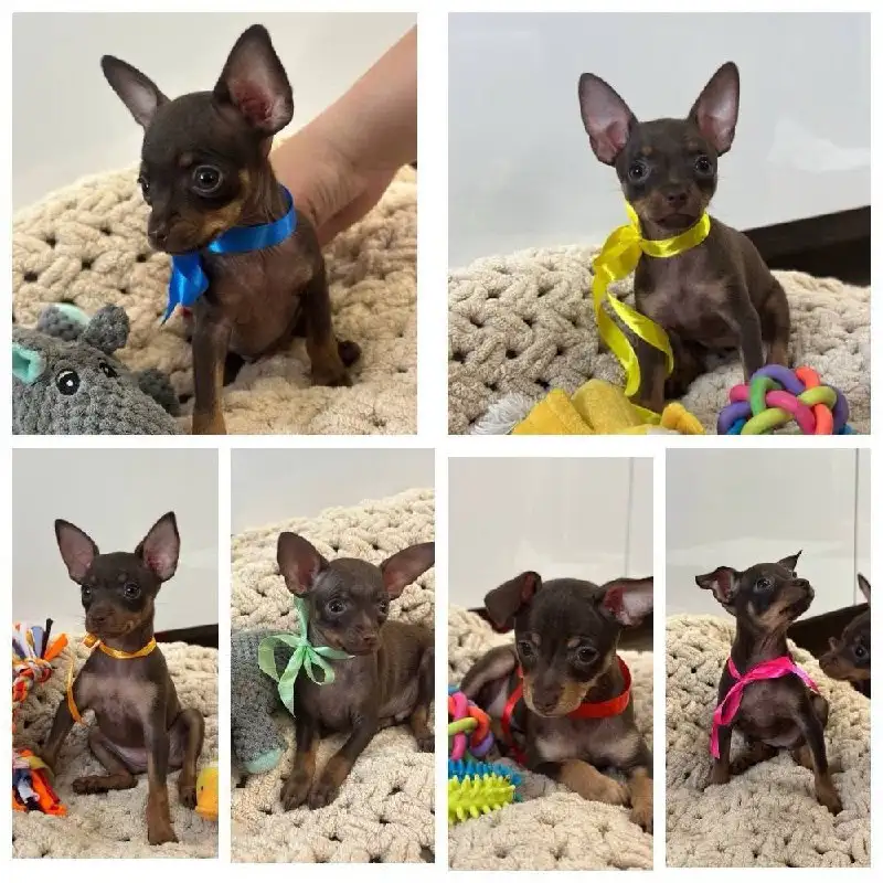 Продаются мини той-терьеры во Владивостоке - Собаки (Животные) в Владивосток