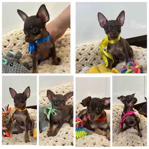 Продаются мини той-терьеры во Владивостоке - Собаки в Владивосток