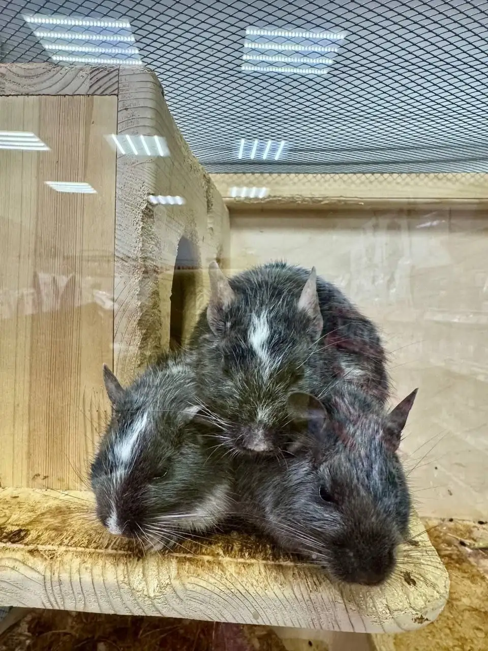 Продажа дегу редких расцветок - Грызуны (Животные) в Владивосток