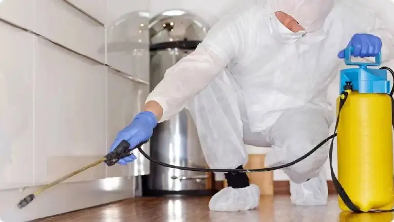 Профессиональная дезинсекция. Избавим от любых насекомых - Дезинсекция (Услуги) в Владивосток