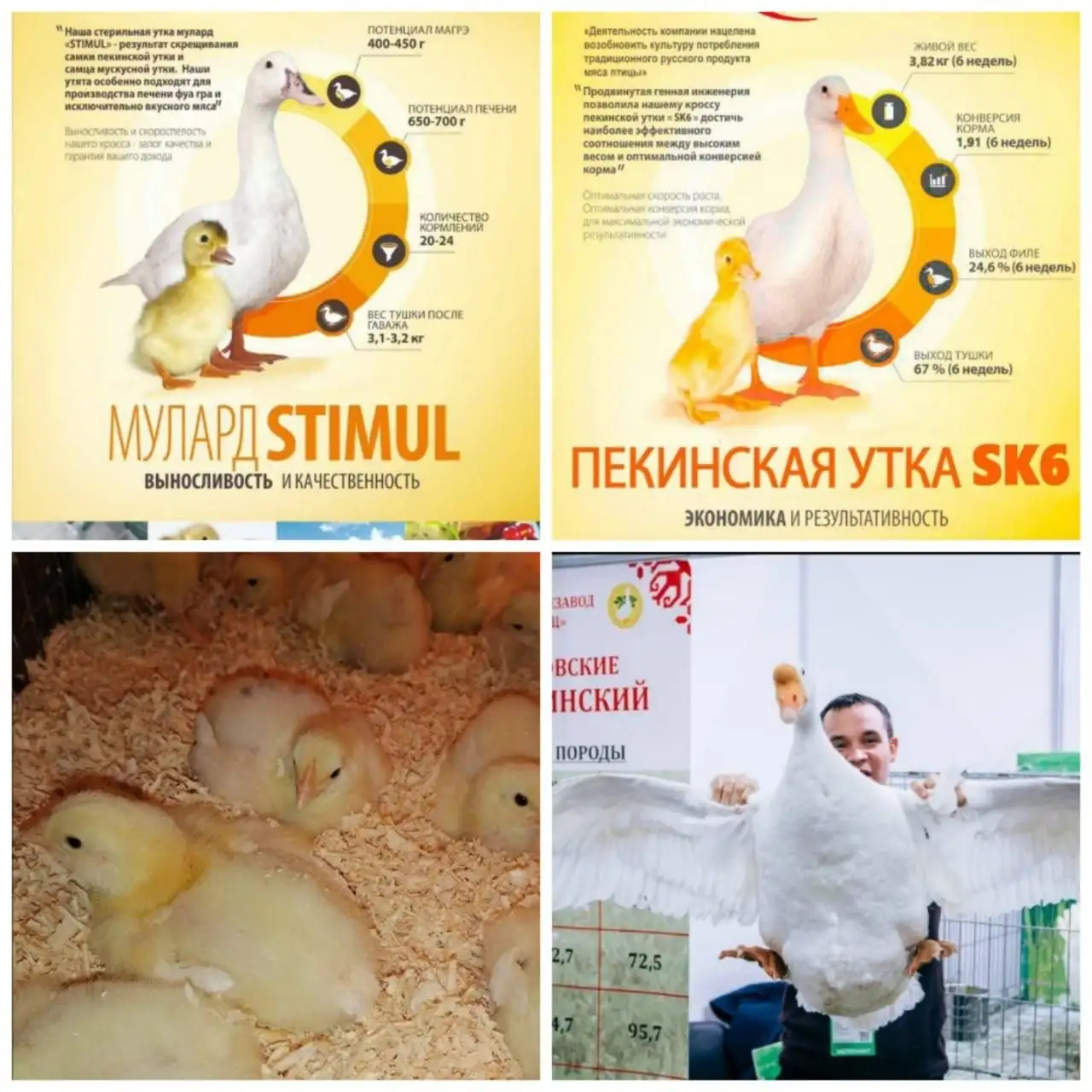 Продажа суточных цыплят-бройлеров и утят - Птицы (Животные) в Новоникольск