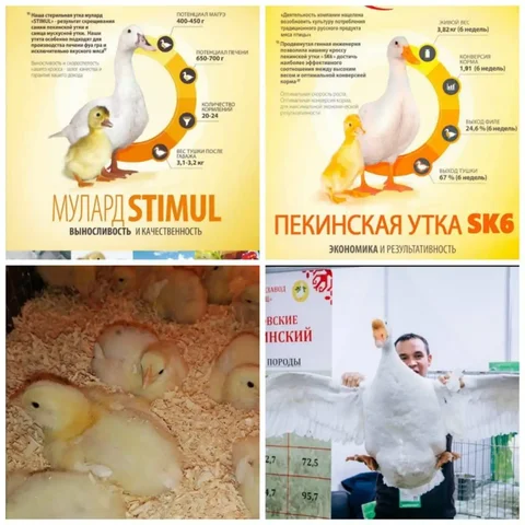 Продажа суточных цыплят-бройлеров и утят - частное объявление в Новоникольск