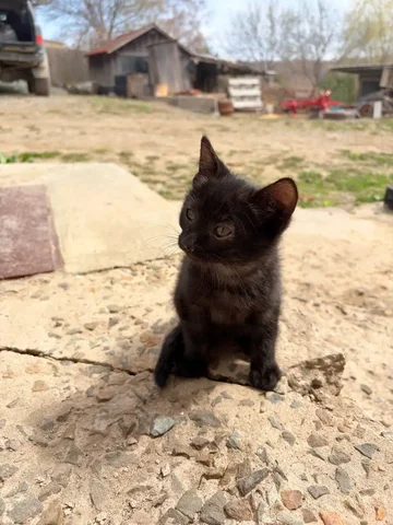 Котёнок в добрые руки - Товары для собак в Владивосток