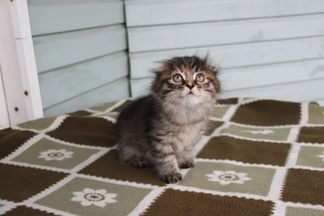 Котята шотландские вислоухие - Животные в Артем