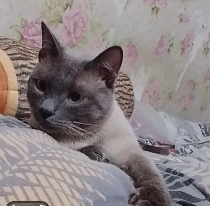 Отдам котенка в добрые руки - Кошки (Животные) в Владивосток
