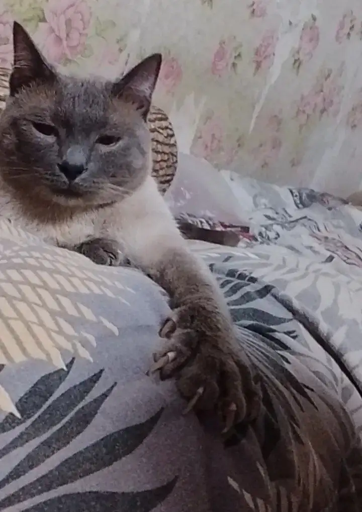 Отдам котенка в добрые руки - Кошки (Животные) в Владивосток