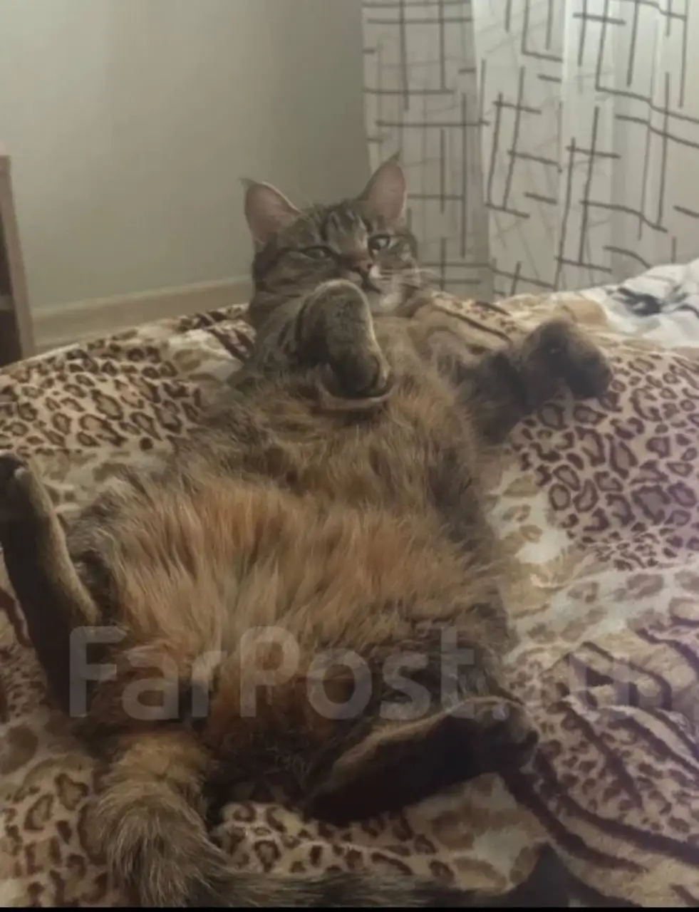 Отдам кошку в добрые руки - Кошки (Животные) в Уссурийск