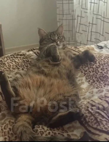 Отдам кошку в добрые руки - частное объявление в Уссурийск