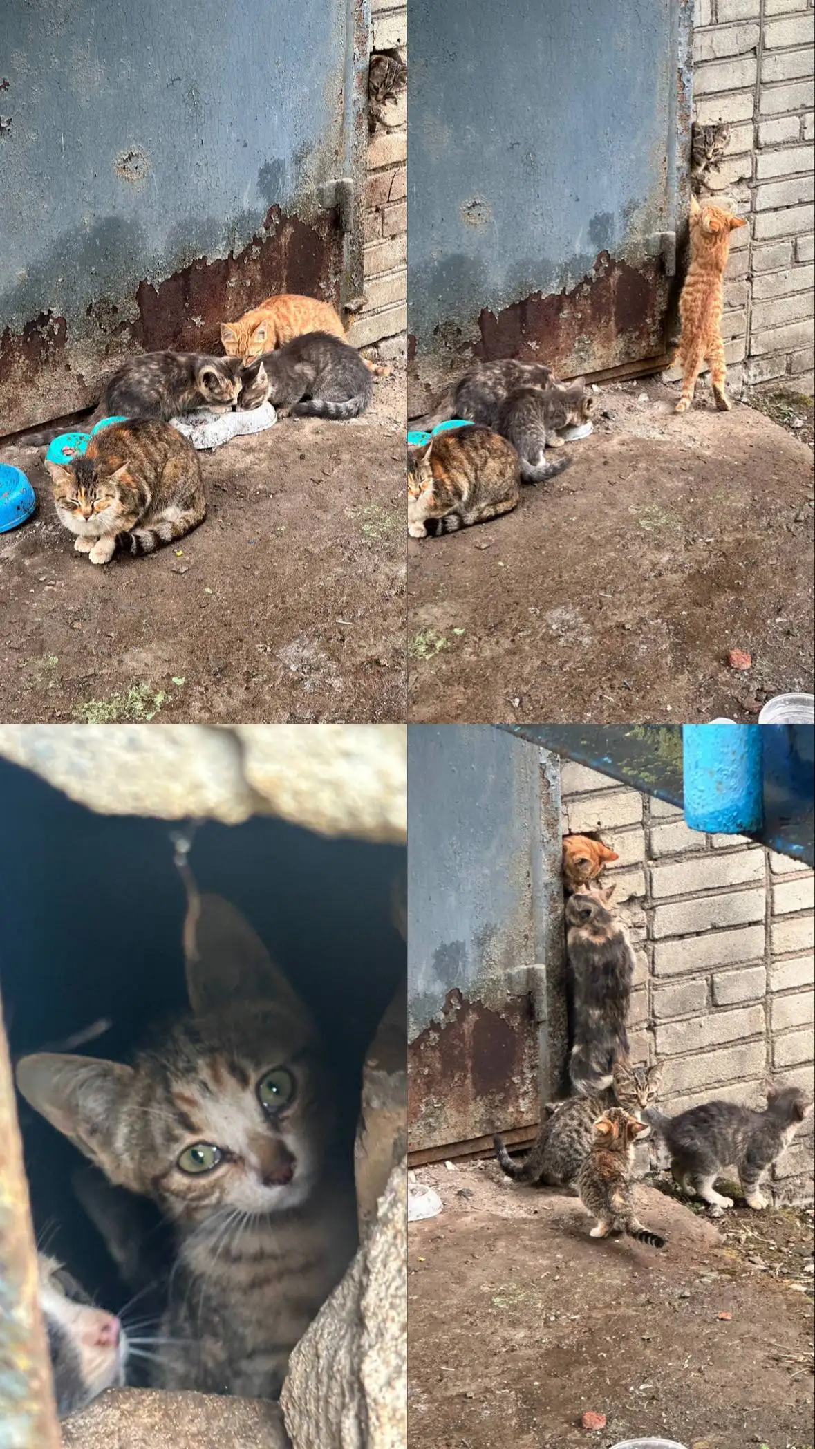 Отдача котят в добрые руки - Кошки (Животные) в Владивосток