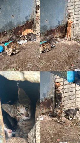 Отдача котят в добрые руки - Клетки и переноски в Владивосток