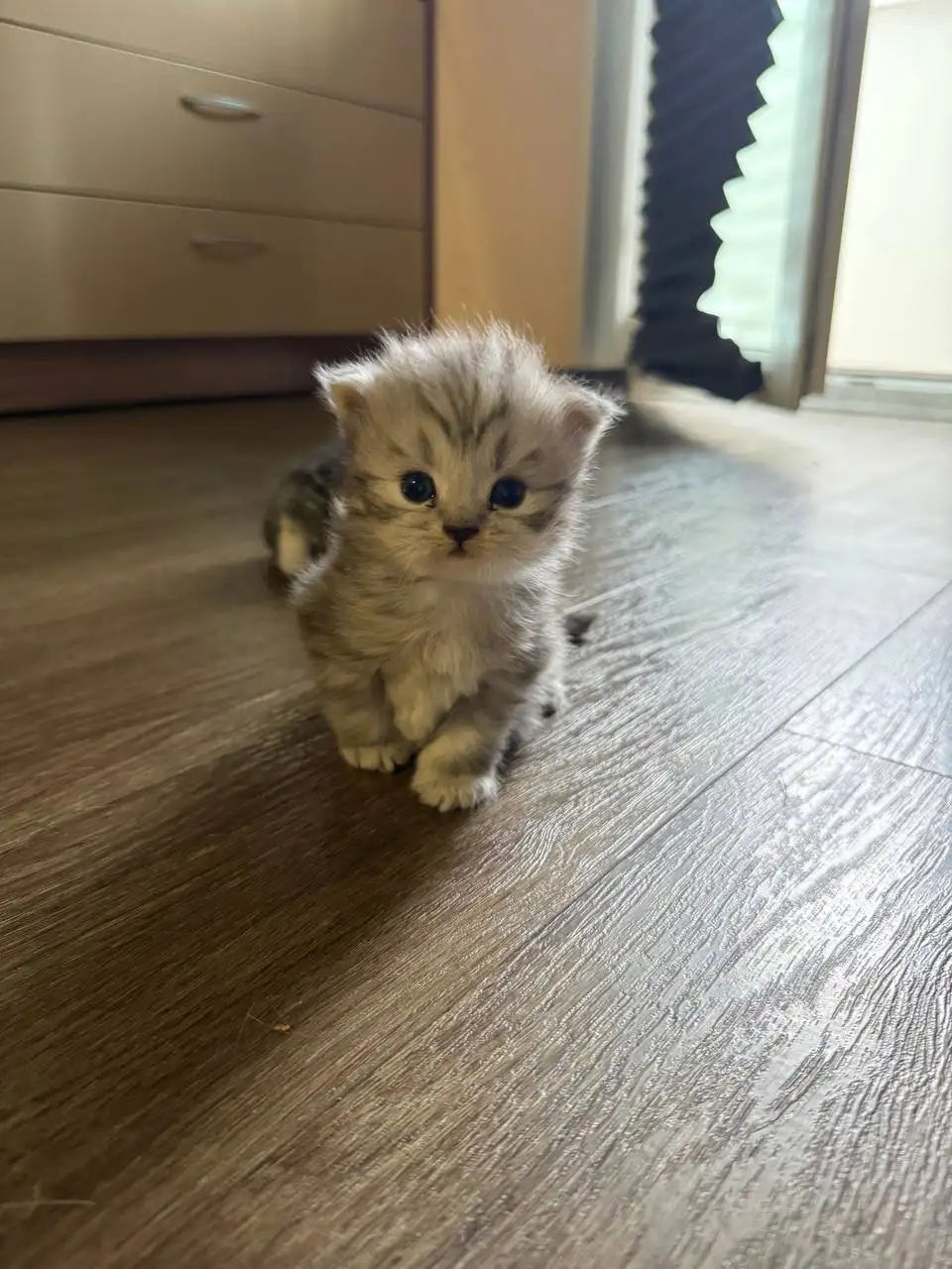 Продам шотландских вислоухих котят - Кошки (Животные) в Владивосток