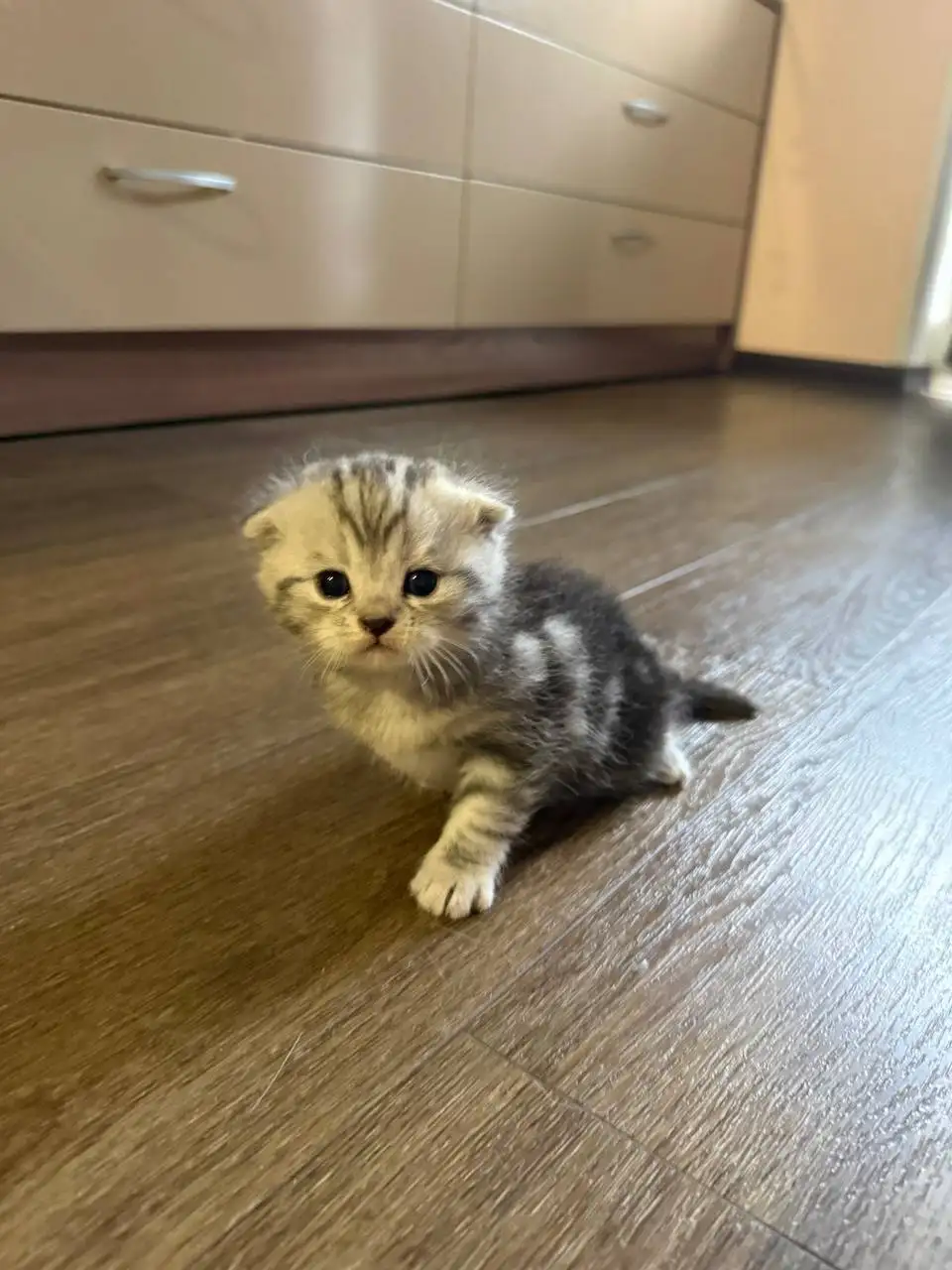 Продам шотландских вислоухих котят - Кошки (Животные) в Владивосток