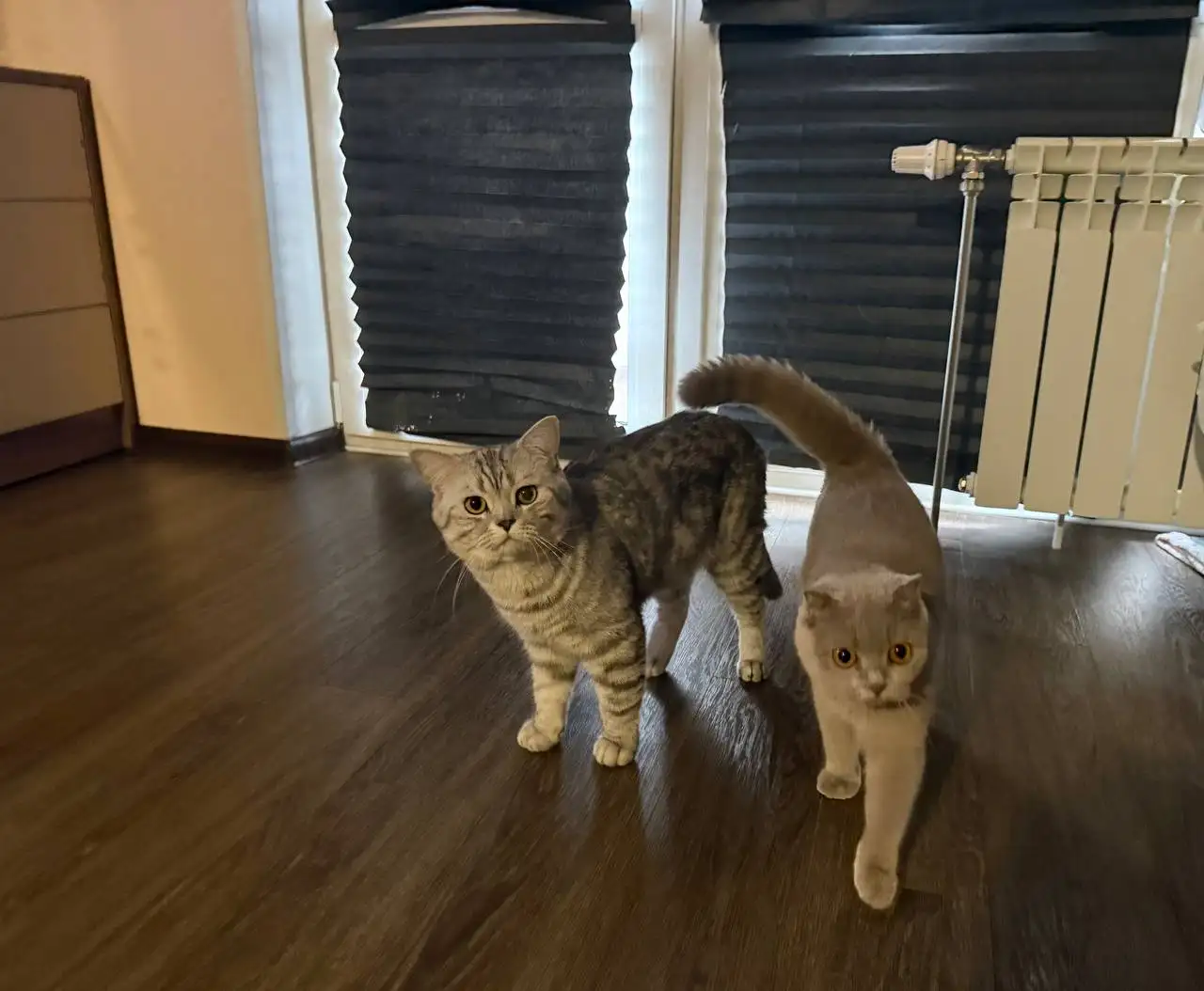 Продам шотландских вислоухих котят - Кошки (Животные) в Владивосток