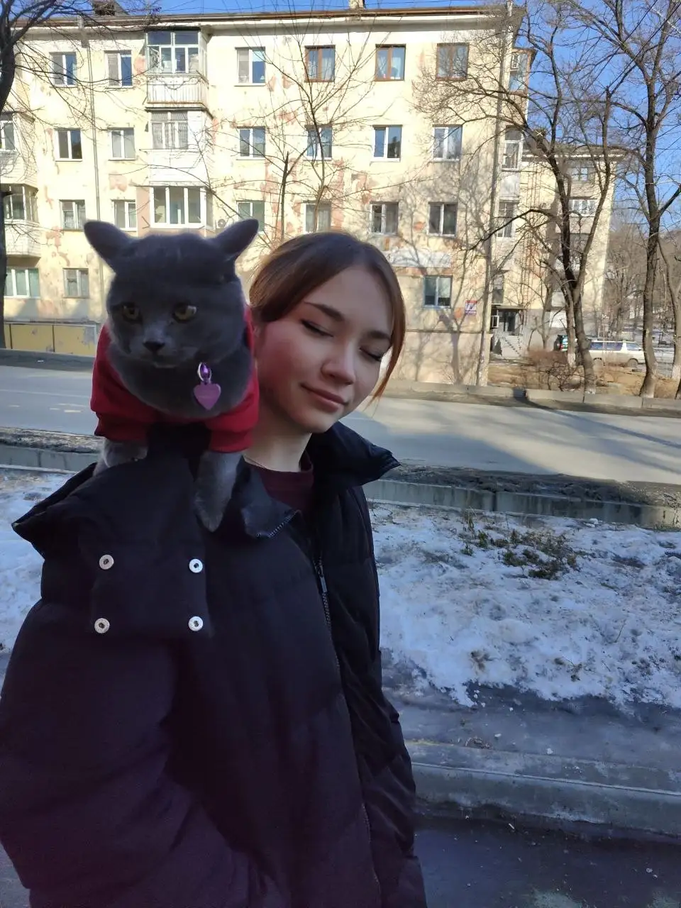 Отдам кота в добрые руки - Кошки (Животные) в Владивосток