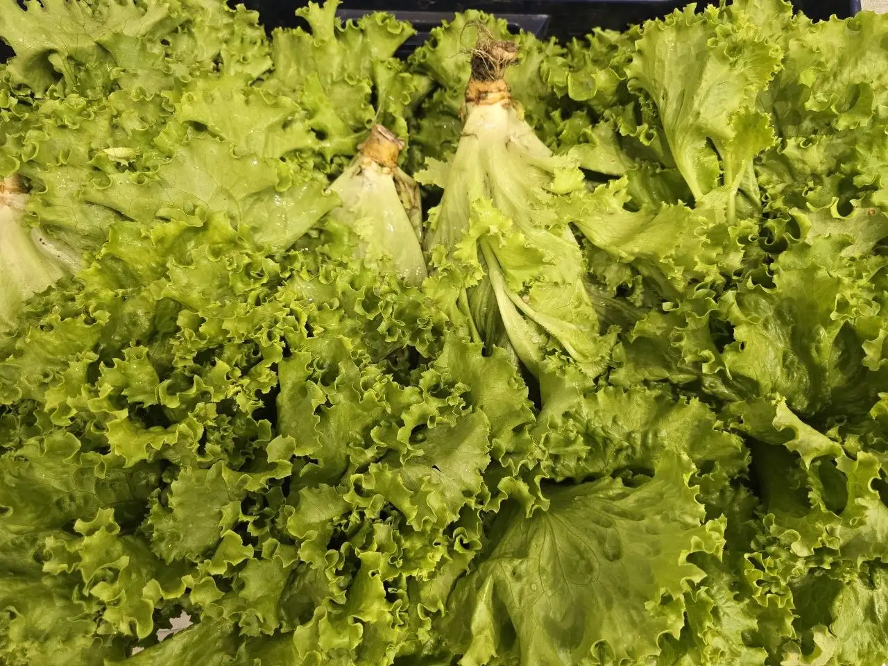 Продам домашнюю зелень - Растения (Для дома и дачи) в Владивосток