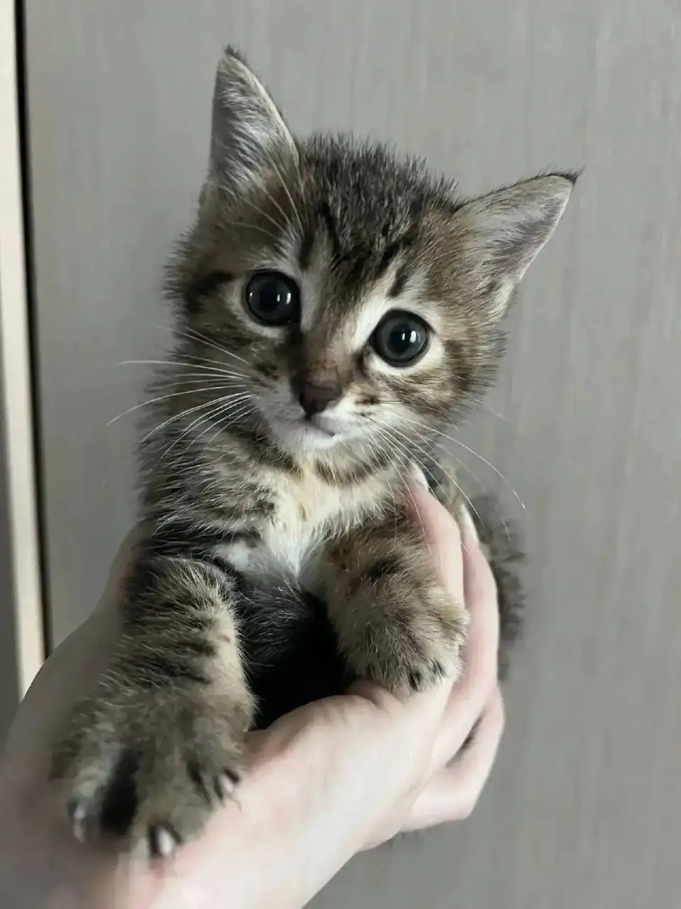 Отдам котёнка в добрые руки - Кошки (Животные) в Владивосток
