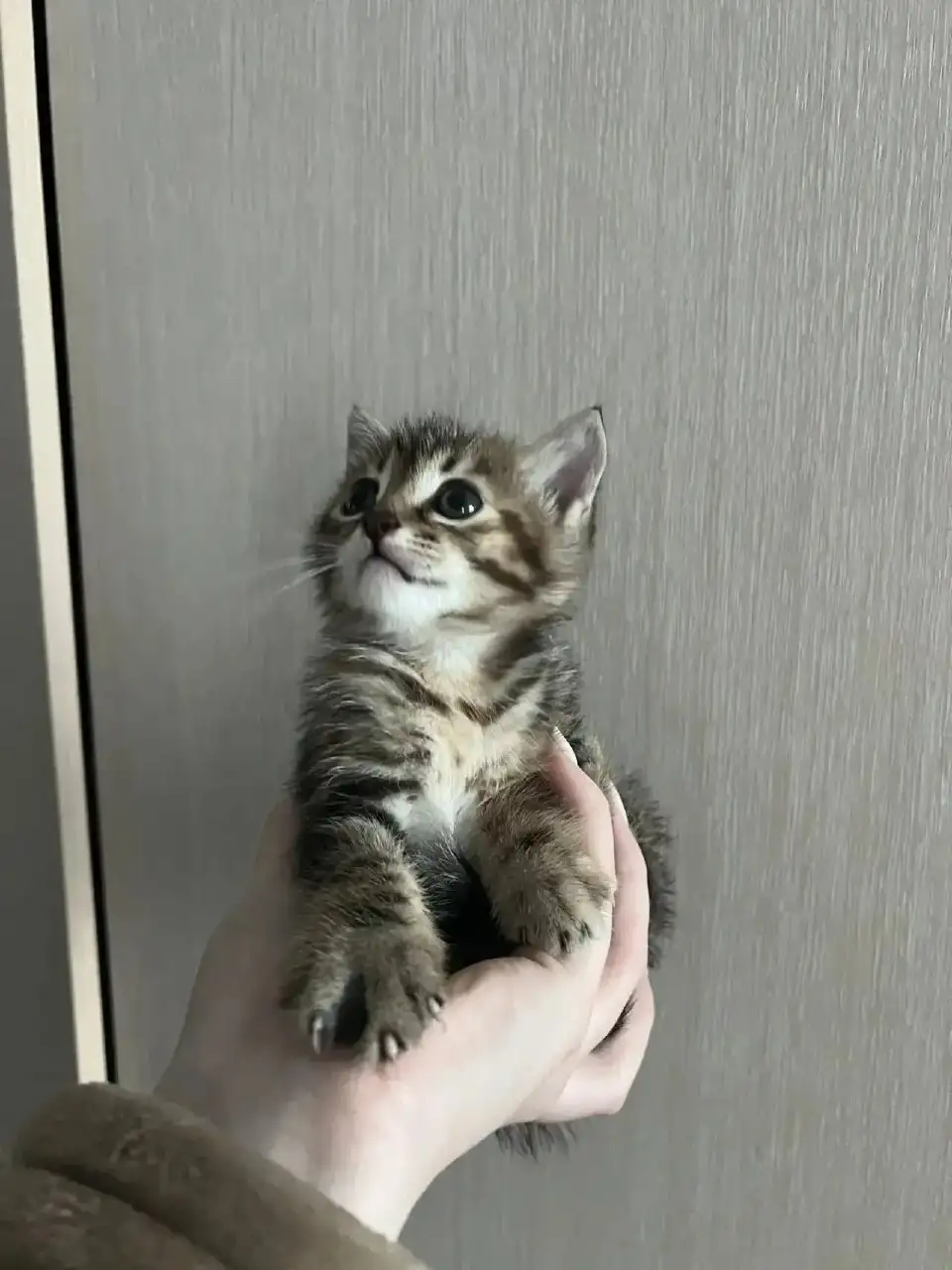 Отдам котёнка в добрые руки - Кошки (Животные) в Владивосток