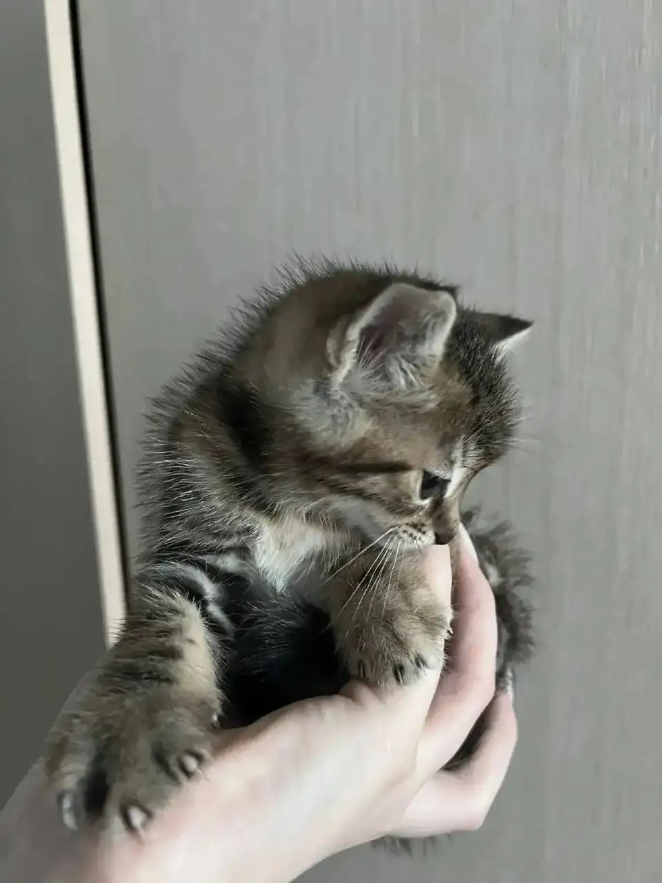 Отдам котёнка в добрые руки - Кошки (Животные) в Владивосток