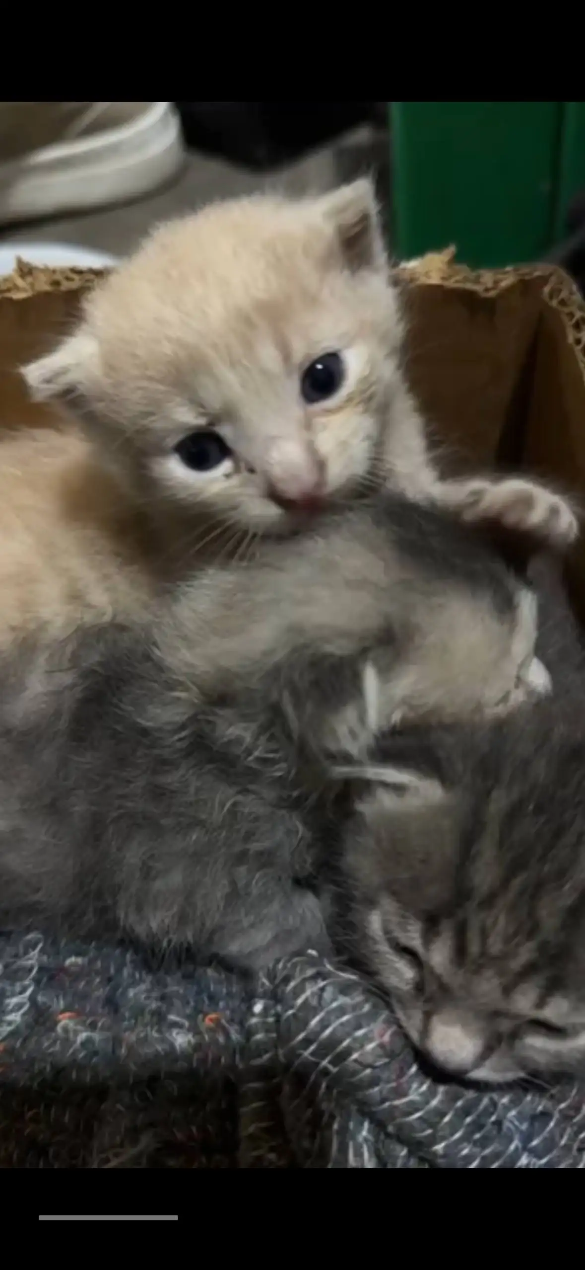 Бесплатные котята в дар - Животные в Владивосток