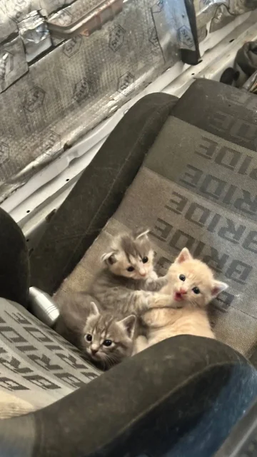 Котята в добрые руки - Кошки в Владивосток